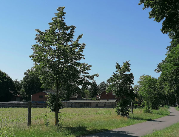 Ersatzpflanzungen an einer Straße (Fot: LK Prignitz)