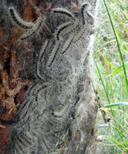 Spinner am Baum / Foto: LK Prignitz