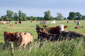 Kühe auf einer Weide bei Schadebeuster (Foto: G. Baack)